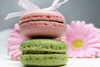 Macaron Gerbera Ribbon
