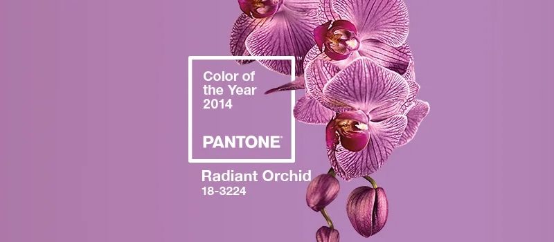 pantone-color-of-the-year-2014-radiant-orchid.webp (1).jpg