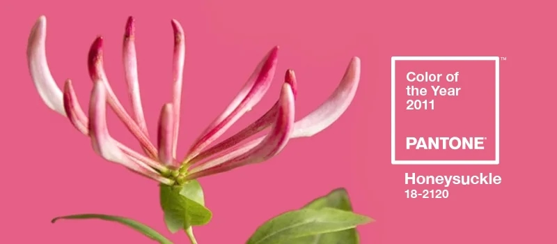pantone-color-of-the-year-2011-honeysuckle_1 (1).jpg