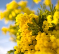 Pantone2009年度代表色：PANTONE 14-0848 Mimosa含羞草黄(图2)