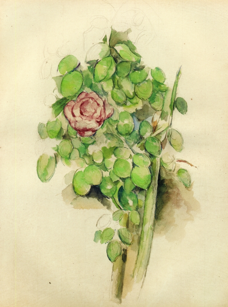 Rose Bush 