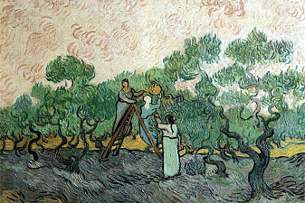 Women Picking Olives