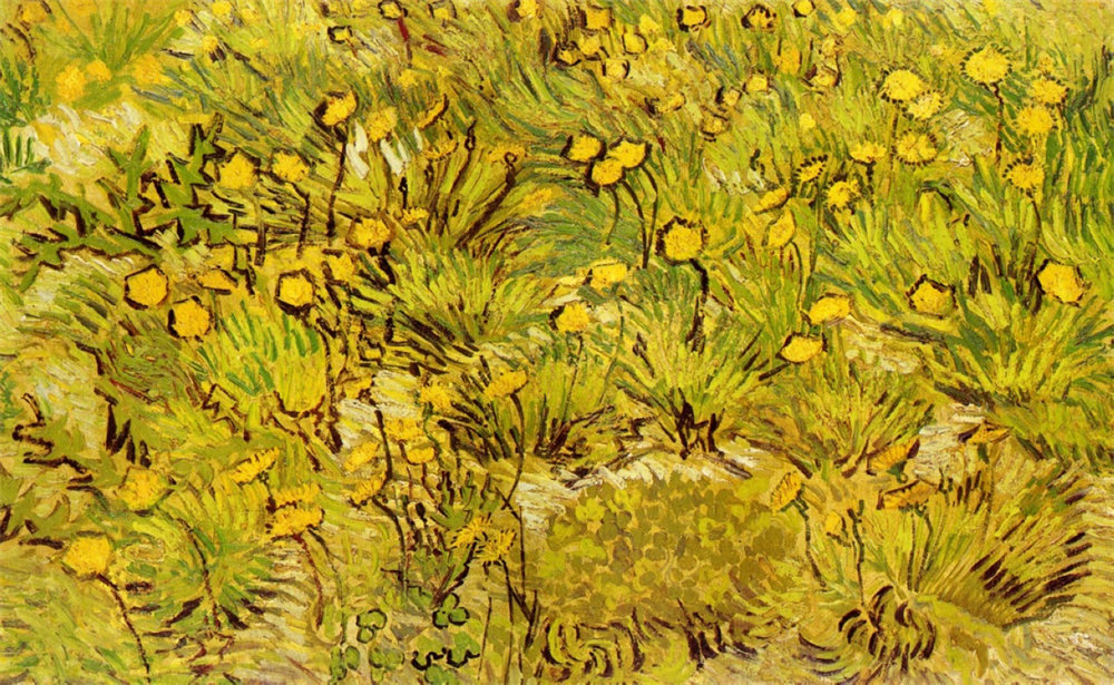 A Field of Yellow Flowers 