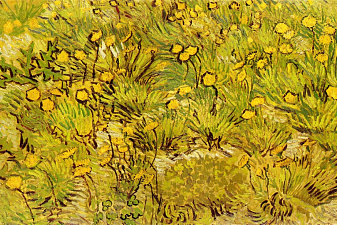 A Field of Yellow Flowers