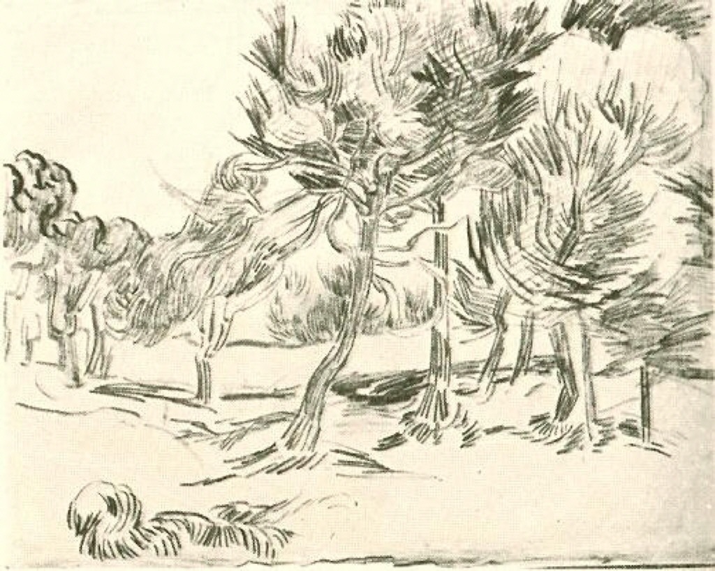 A Group of Pine Trees 