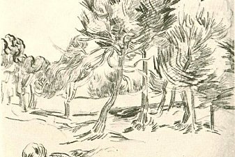A Group of Pine Trees