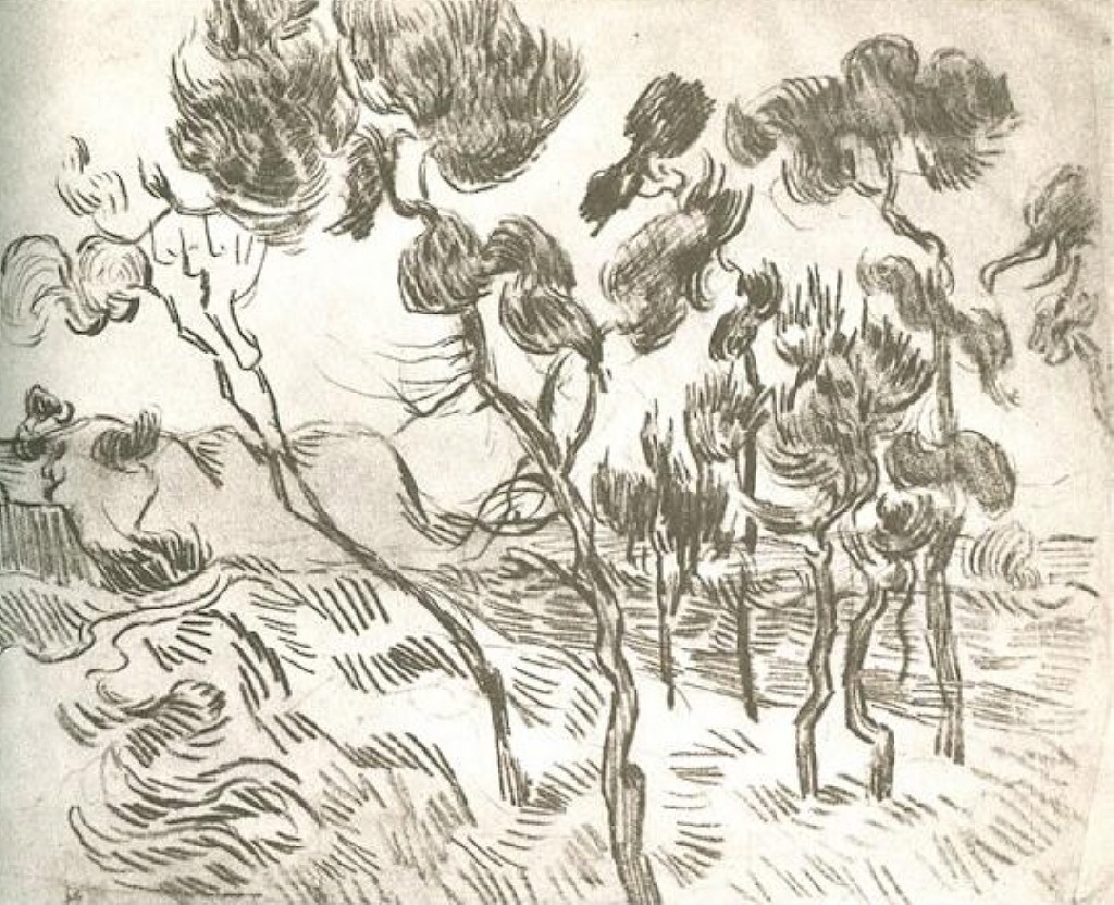 A Group of Pine Trees near a House 