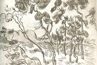 A Group of Pine Trees near a House