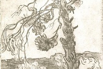 A Weather-Beaten Pine Tree