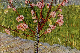 Almond Tree in Blossom