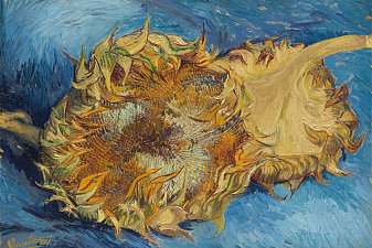 Still Life with Two Sunflowers