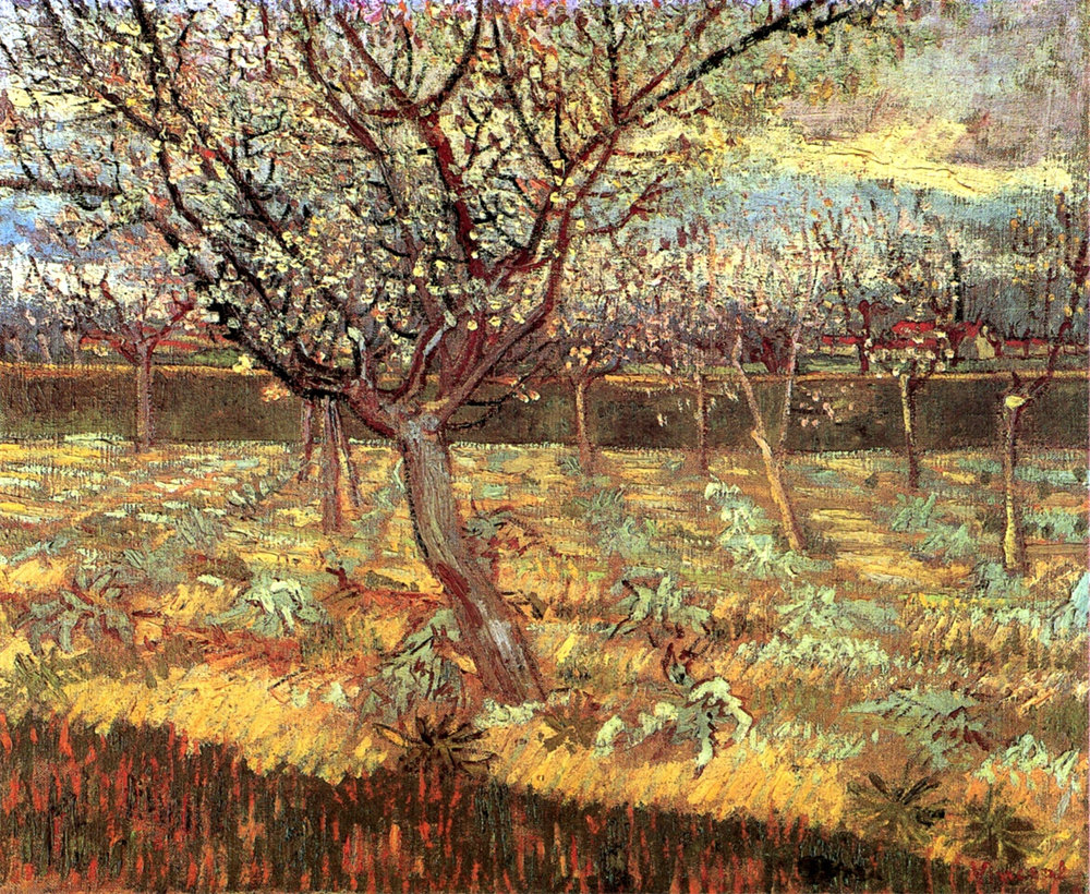 Apricot Trees in Blossom 