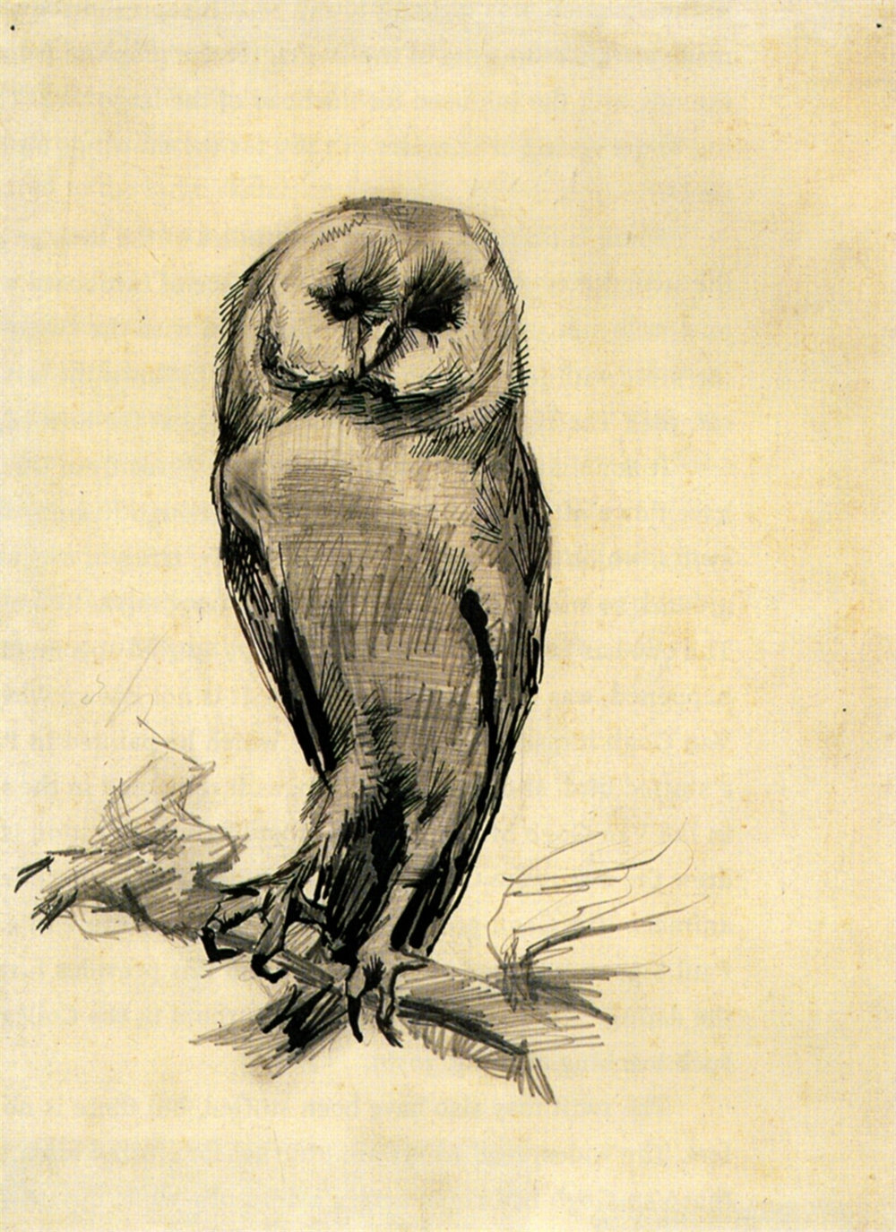 Barn Owl Viewed from the Front 