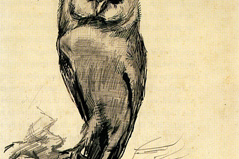 Barn Owl Viewed from the Front