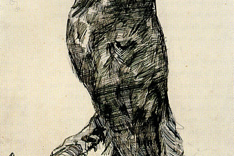 Barn Owl Viewed from the Side