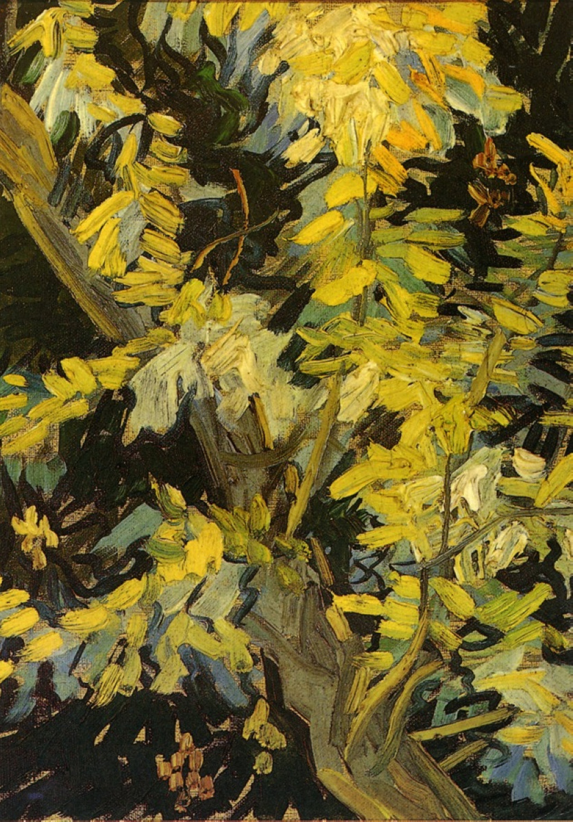 Blossoming Acacia Branches 