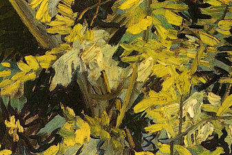 Blossoming Acacia Branches