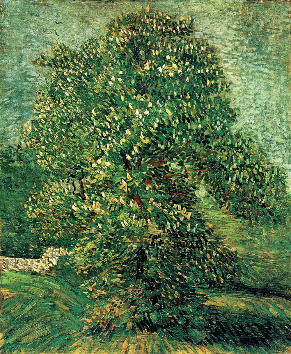 Chestnut Tree in Blossom 