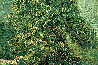 Chestnut Tree in Blossom