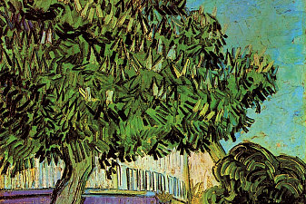 Chestnut Tree in Blossom