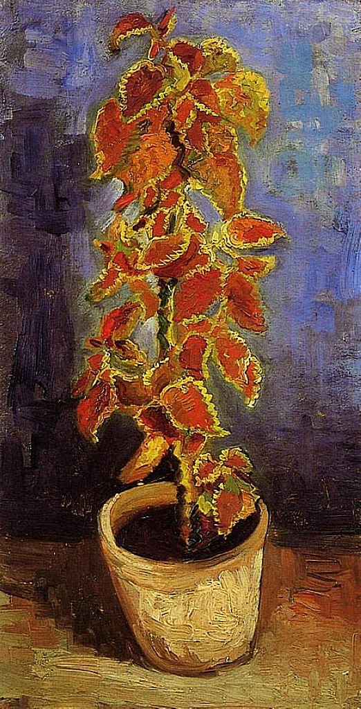 Coleus Plant in a Flowerpot 
