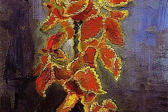 Coleus Plant in a Flowerpot