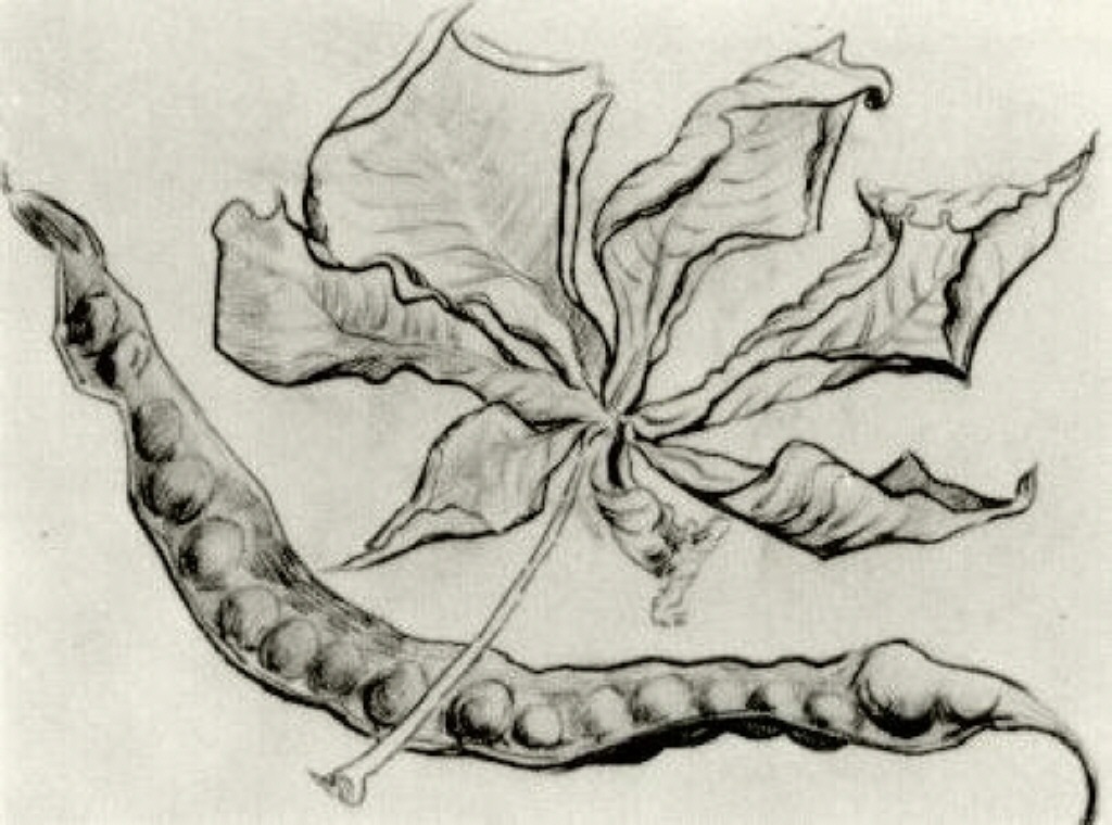 Dead Leaf and Pod 