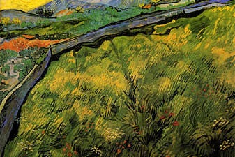 Field of Spring Wheat at Sunrise