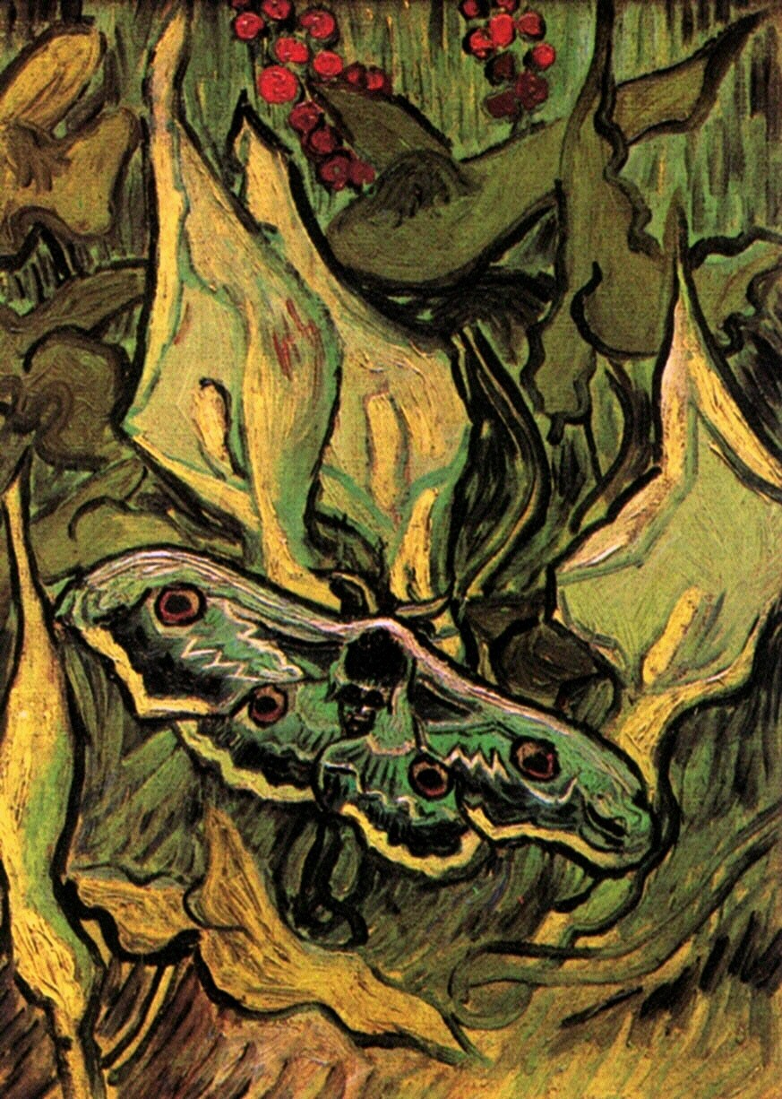 Great Peacock Moth 