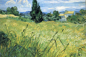 Green Wheat Field with Cypress