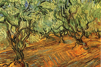 Olive Grove - Bright Blue Sky