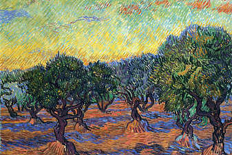Olive Grove - Orange Sky