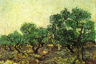 Olive Picking