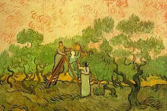 Olive Picking