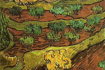 Olive Trees against a Slope of a Hill