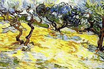 Olive Trees Bright Blue Sky