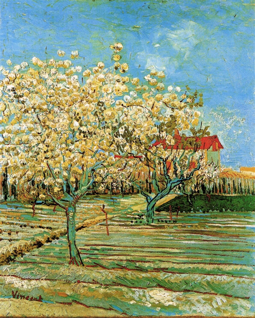 Orchard in Blossom 