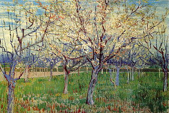 Orchard with Blossoming Apricot Trees