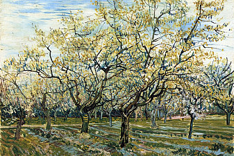 Orchard with Blossoming Plum Trees