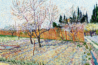 Orchard with Peach Trees in Blossom