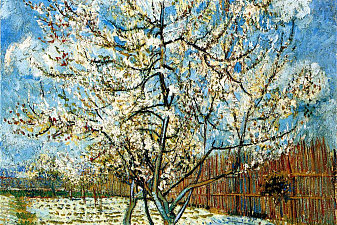 Peach Trees in Blossom