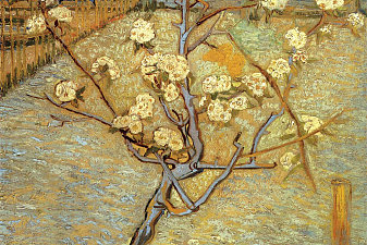 Pear Tree in Blossom