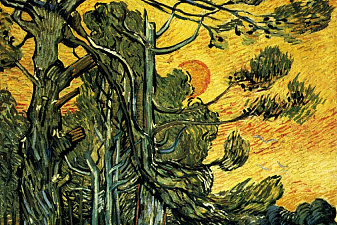 Pine Trees against a Red Sky with Setting Sun