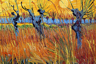 Pollard Willows and Setting Sun