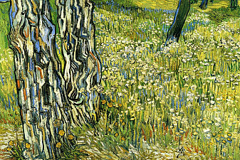 Tree Trunks in the Grass