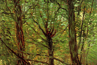 Trees and Undergrowth