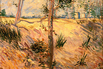 Trees in a Field on a Sunny Day