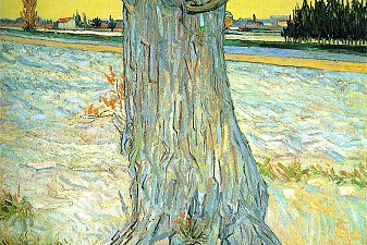 Trunk of an Old Yew Tree