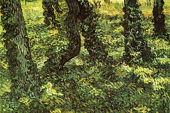 Trunks of Trees with Ivy