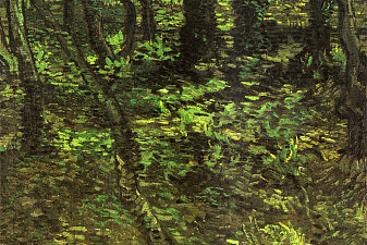 Undergrowth with Ivy